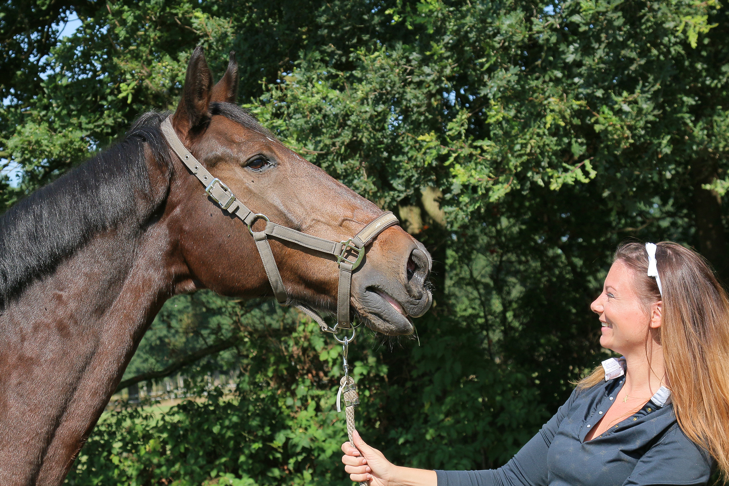 Teamcoaching met paarden